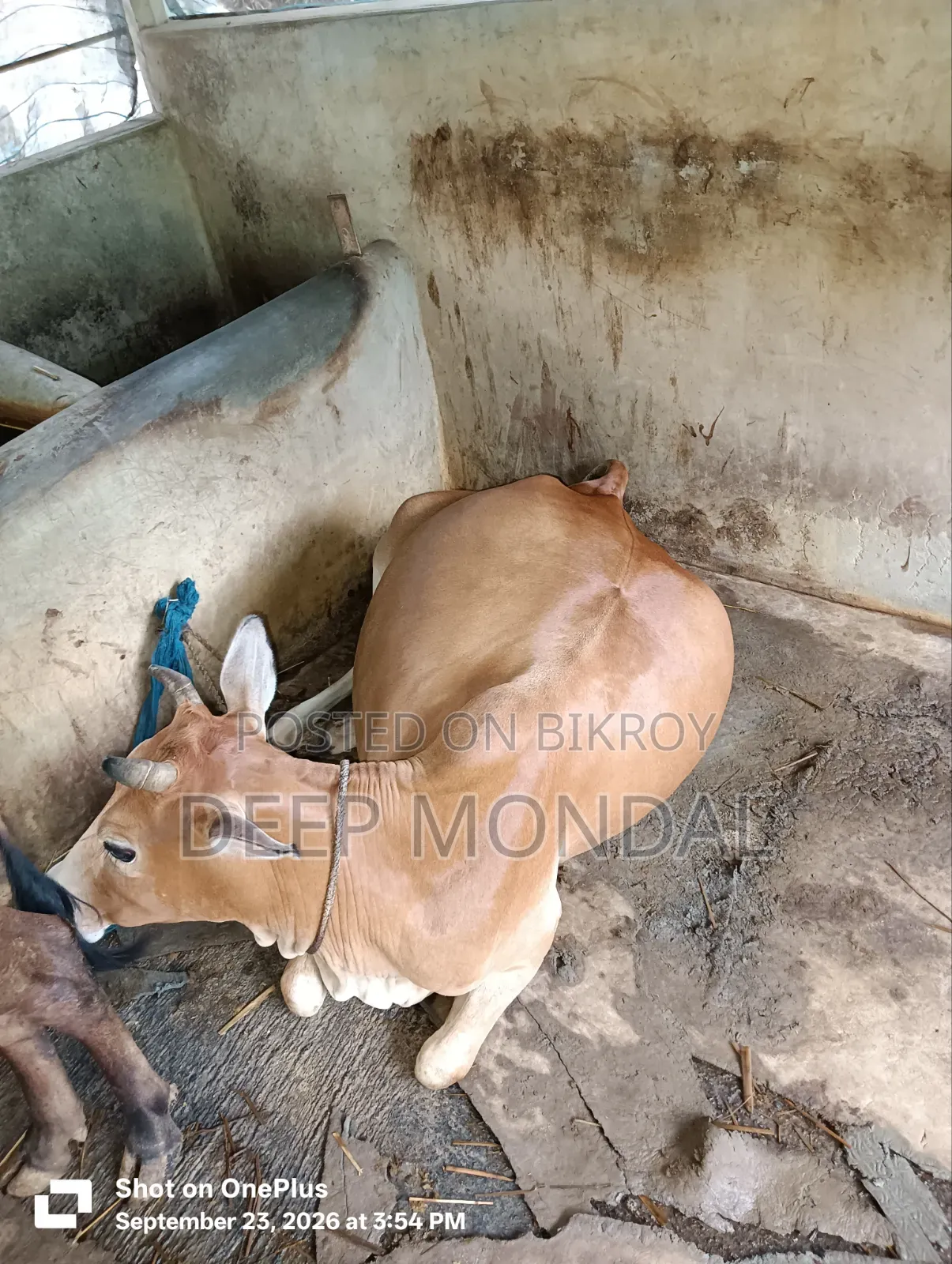 Cow for sale.