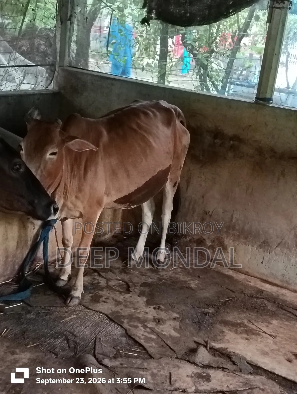 Cow for sale.