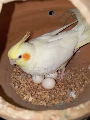 Cockatiel Running Pair