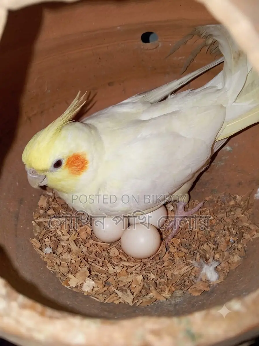 Cockatiel Running Pair