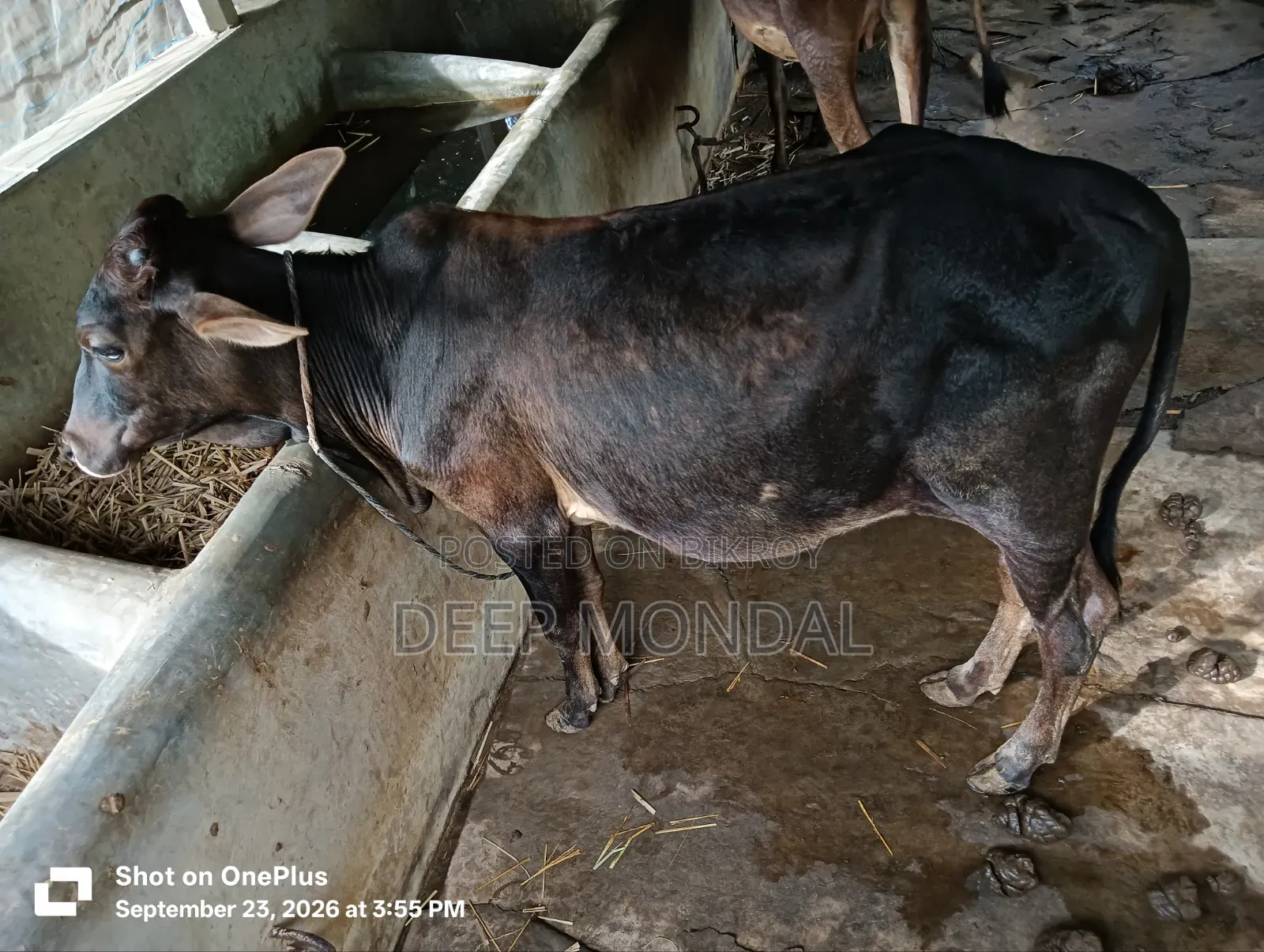 Local bull calf for sale.