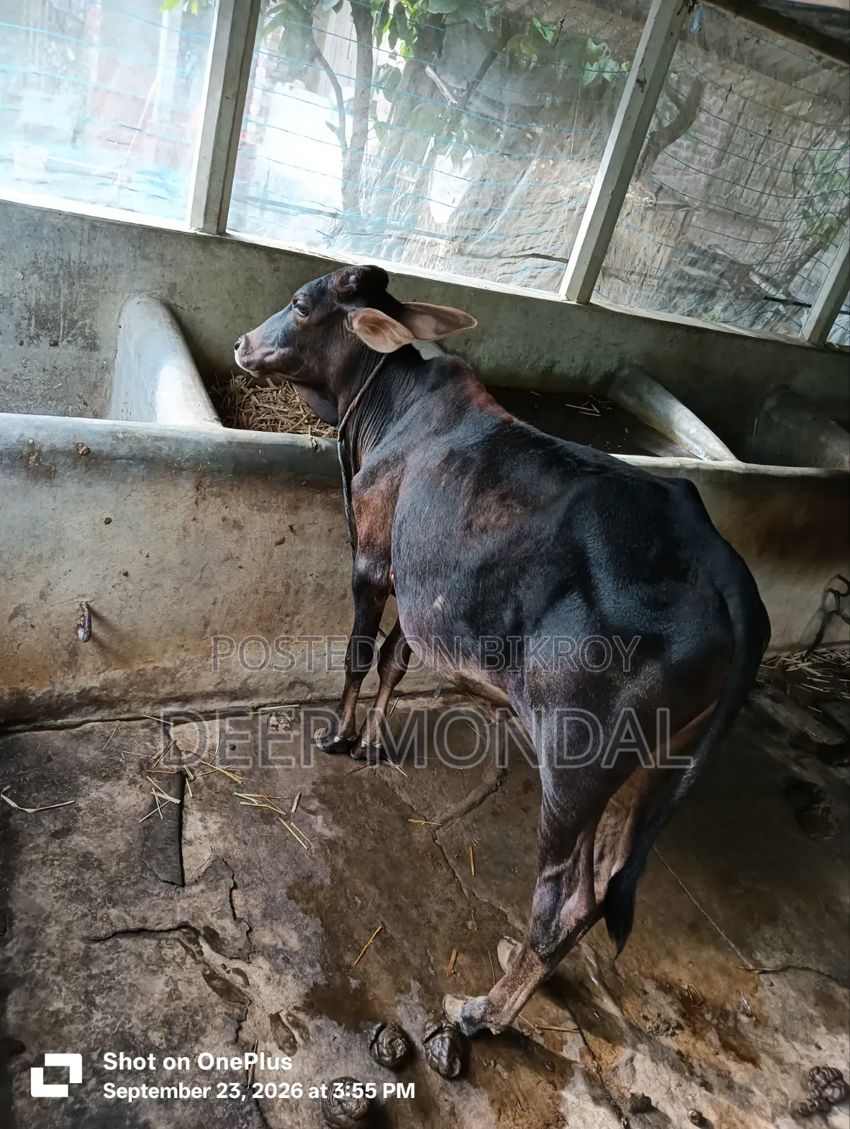 Local bull calf for sale.