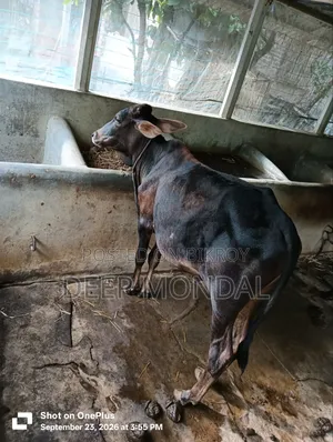 Local bull calf for sale.