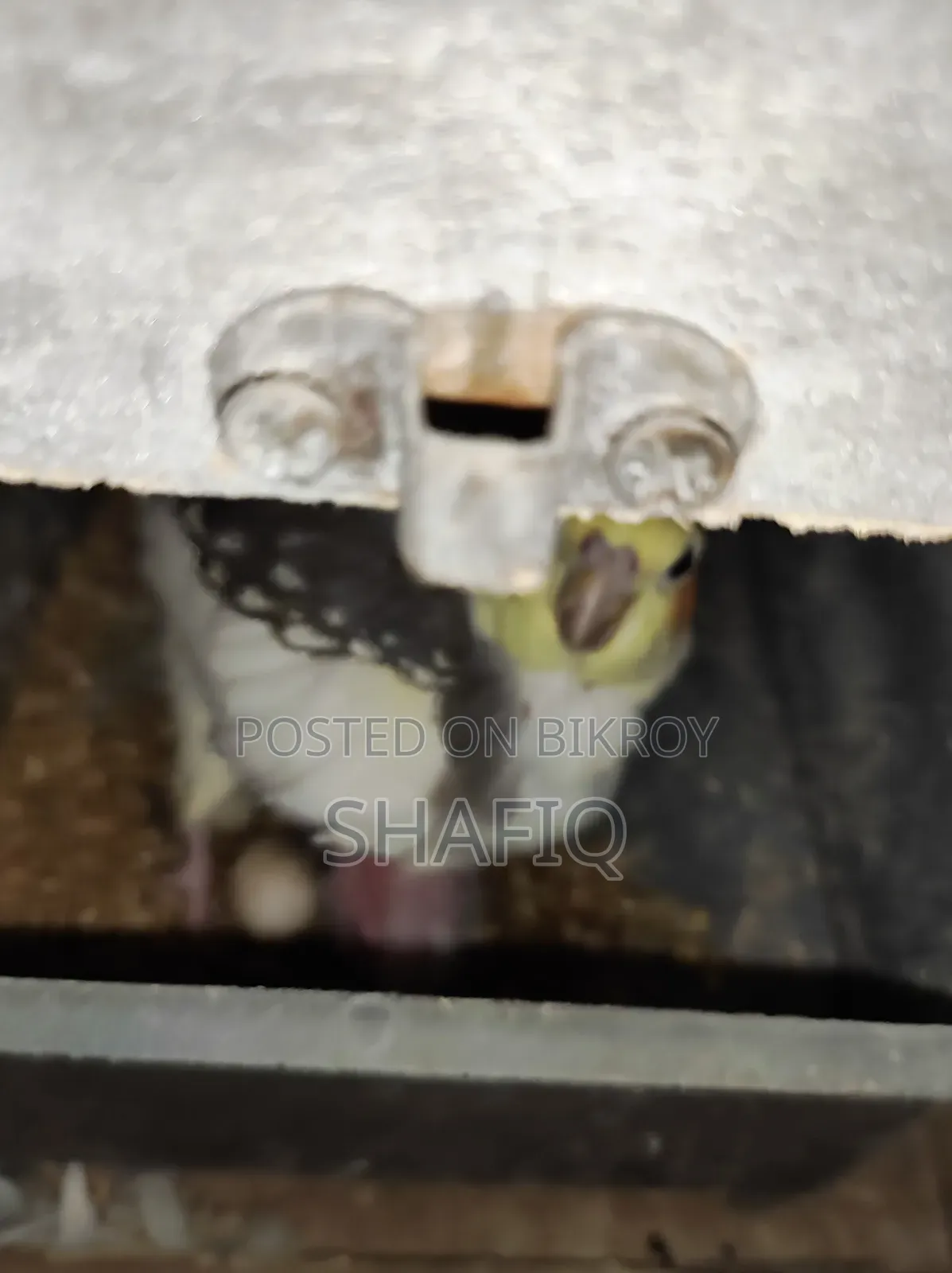 এক জোড়া ককটেল পাখি ১টি বাচ্চা সহ রানিং