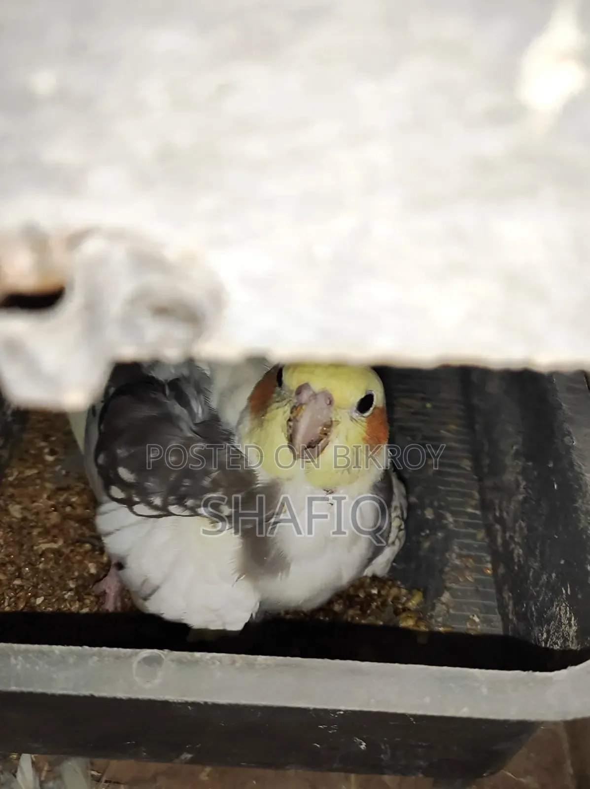এক জোড়া ককটেল পাখি ১টি বাচ্চা সহ রানিং