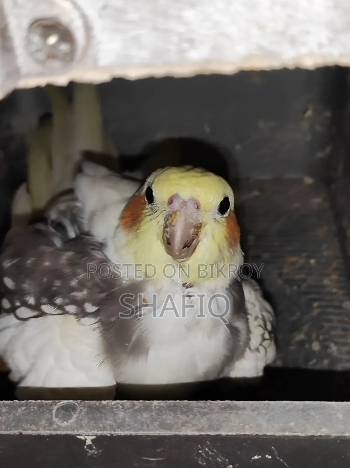 এক জোড়া ককটেল পাখি ১টি বাচ্চা সহ রানিং