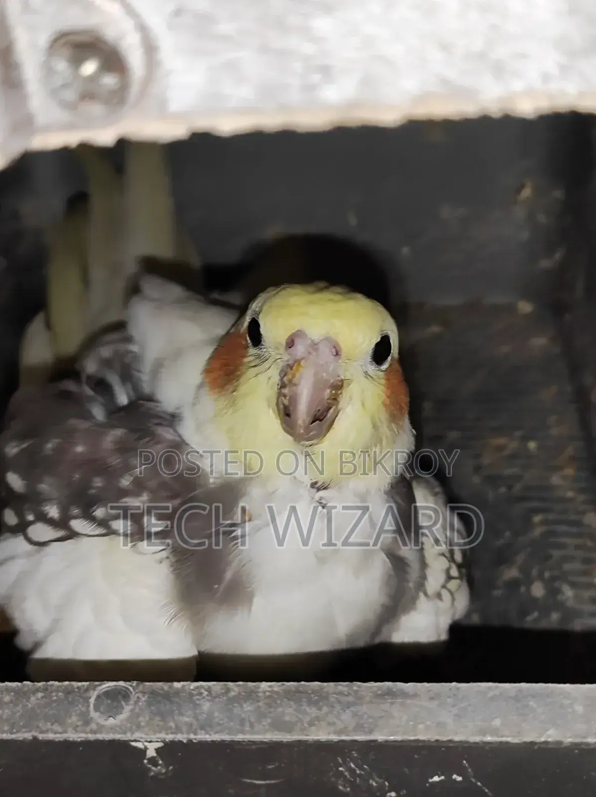 ককটেল জোড়া রানিং