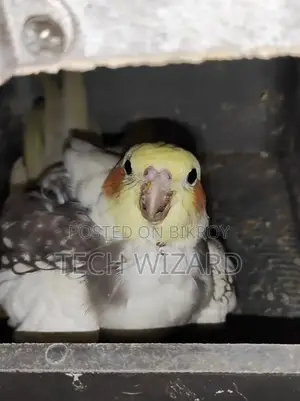 ককটেল জোড়া রানিং