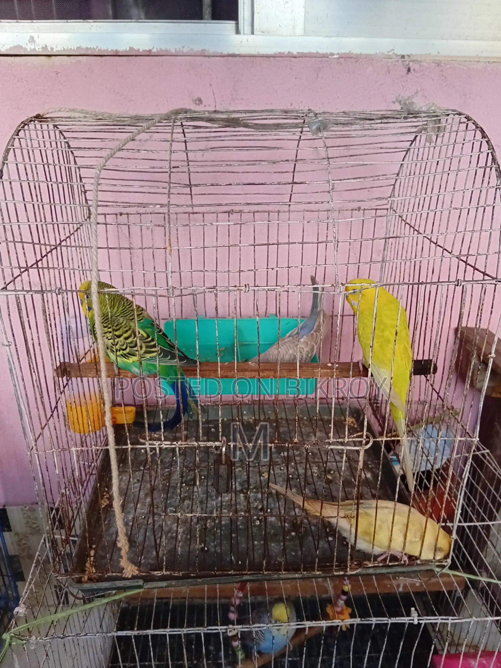 1 pair of Budgerigars with 2 pieces 1.5 months old chicks for Sale