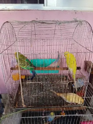 1 pair of Budgerigars with 2 pieces 1.5 months old chicks for Sale