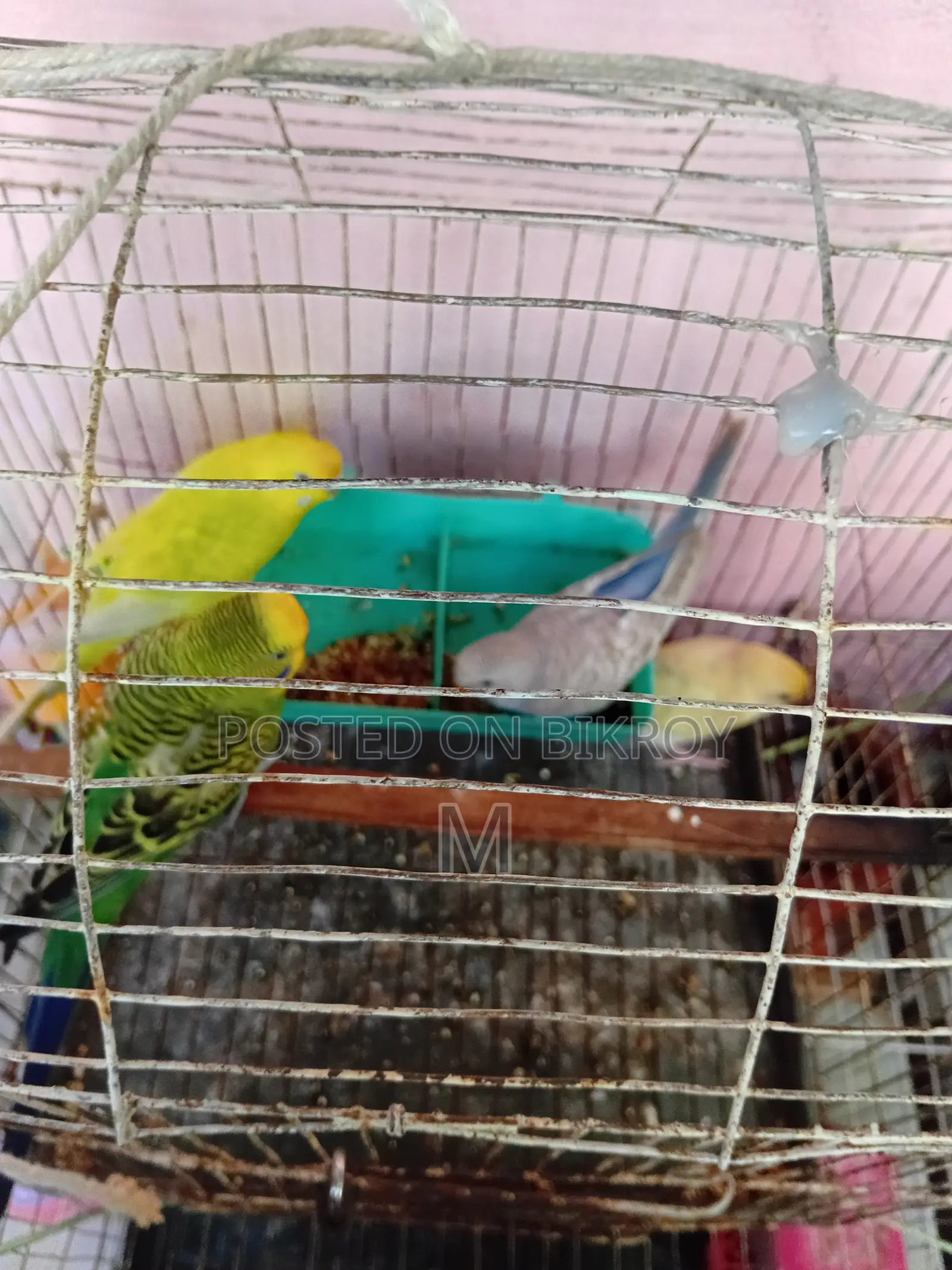 1 pair of Budgerigars with 2 pieces 1.5 months old chicks for Sale