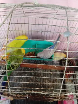 1 pair of Budgerigars with 2 pieces 1.5 months old chicks for Sale