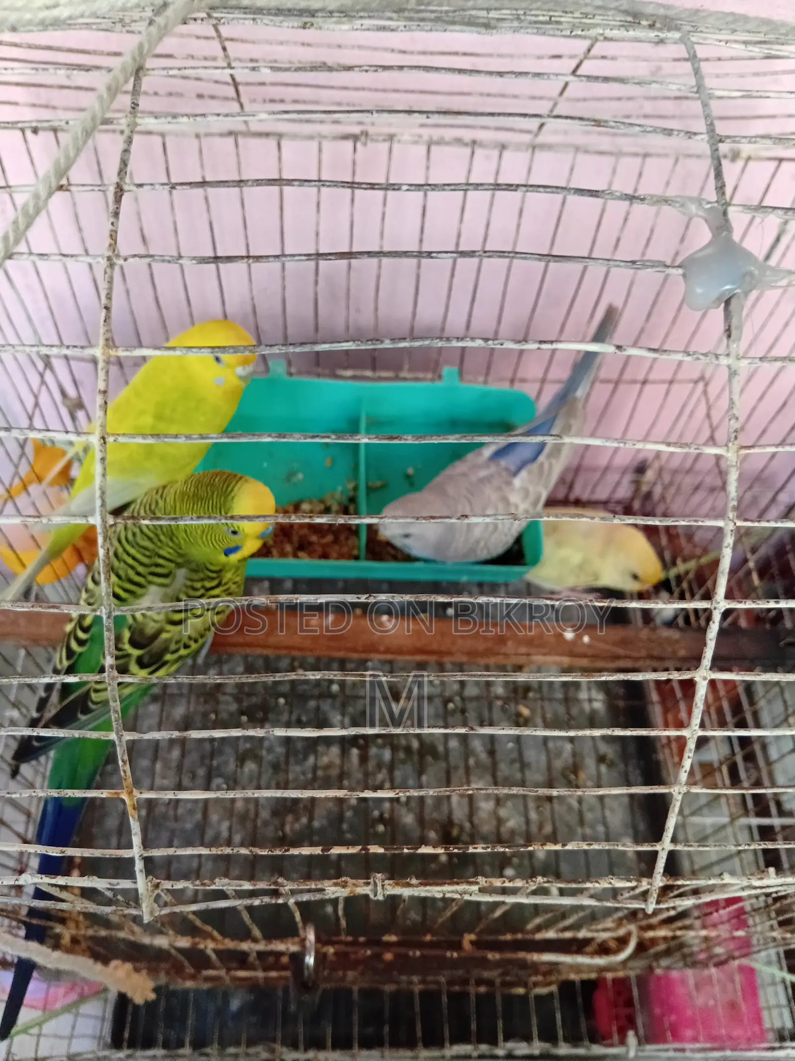 1 pair of Budgerigars with 2 pieces 1.5 months old chicks for Sale