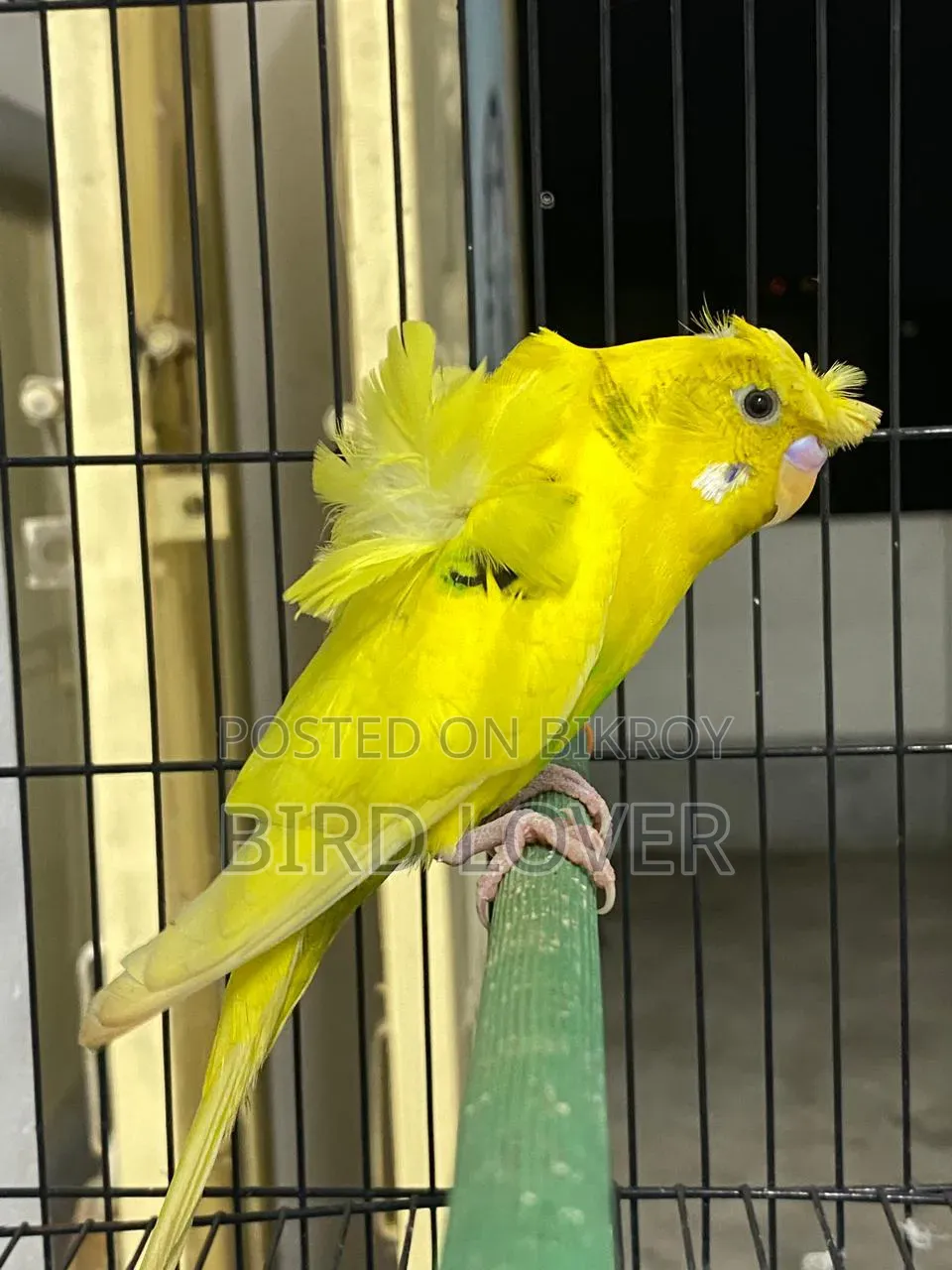 Pied Jp Budgerigar Male