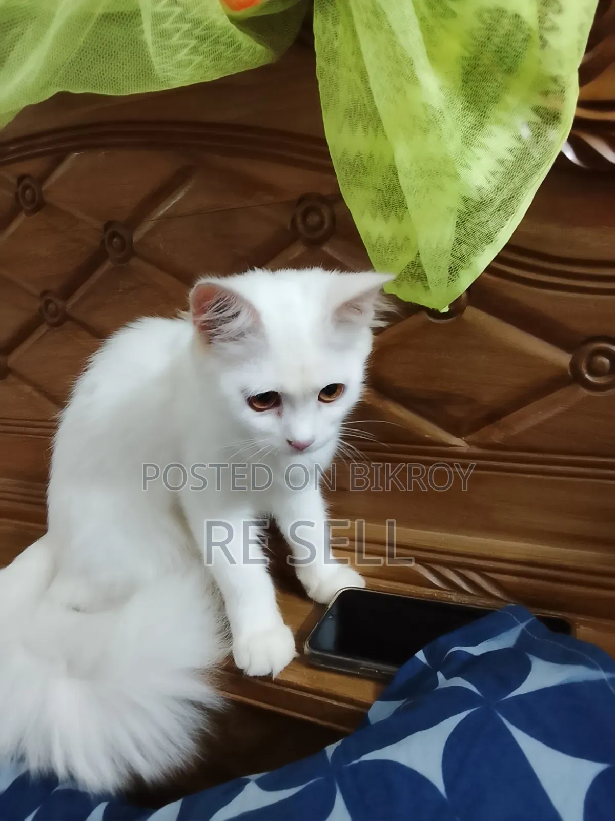 3-6 months Female Purebred Persian