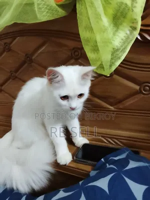 3-6 months Female Purebred Persian