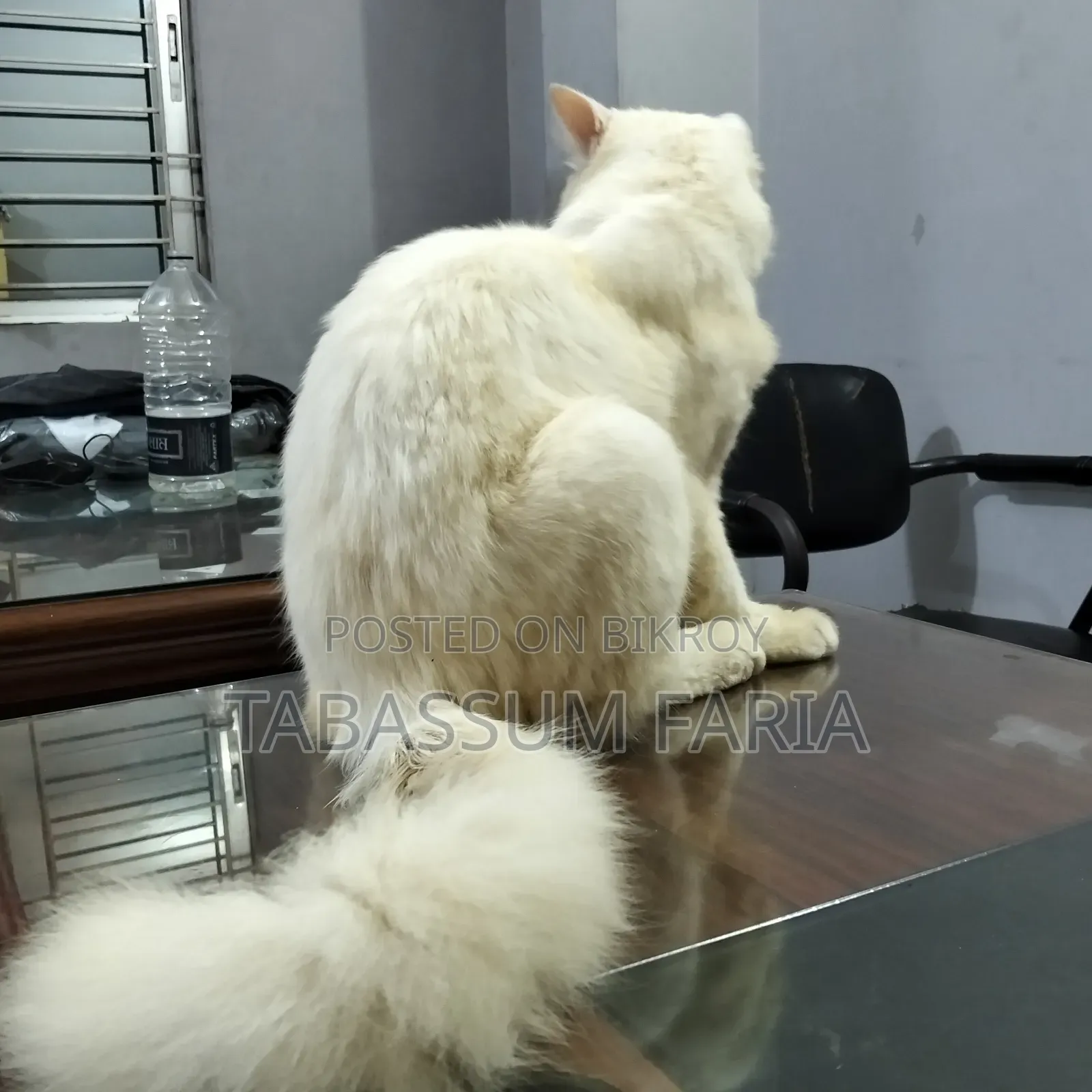 1+ year Male Purebred Persian Cat