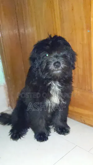 1-3 months Male Purebred Lhasa Apso