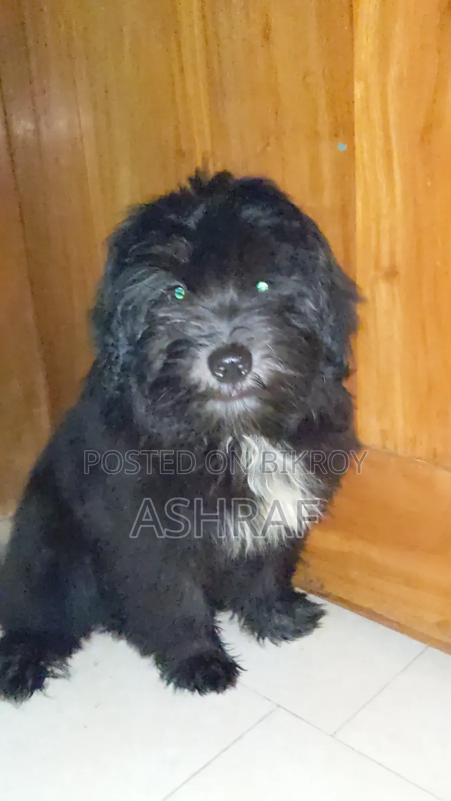 1-3 months Male Purebred Lhasa Apso