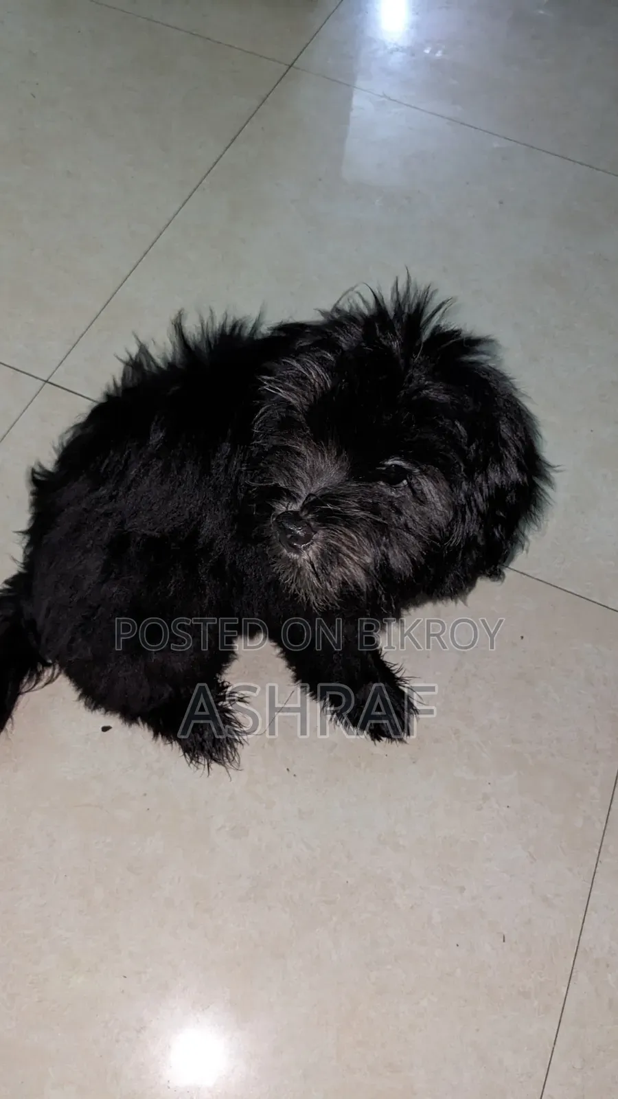 1-3 months Male Purebred Lhasa Apso