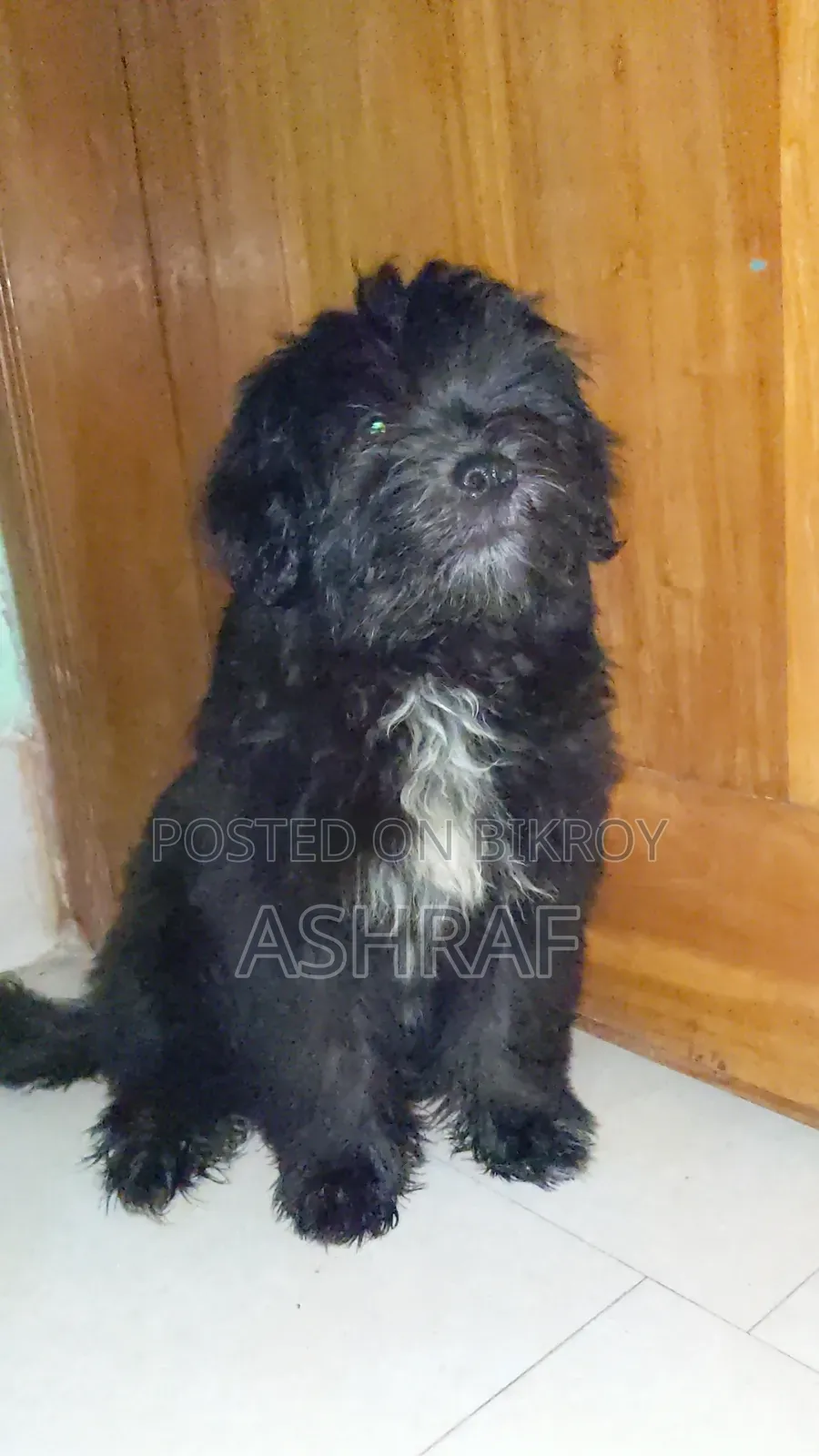 1-3 months Male Purebred Lhasa Apso