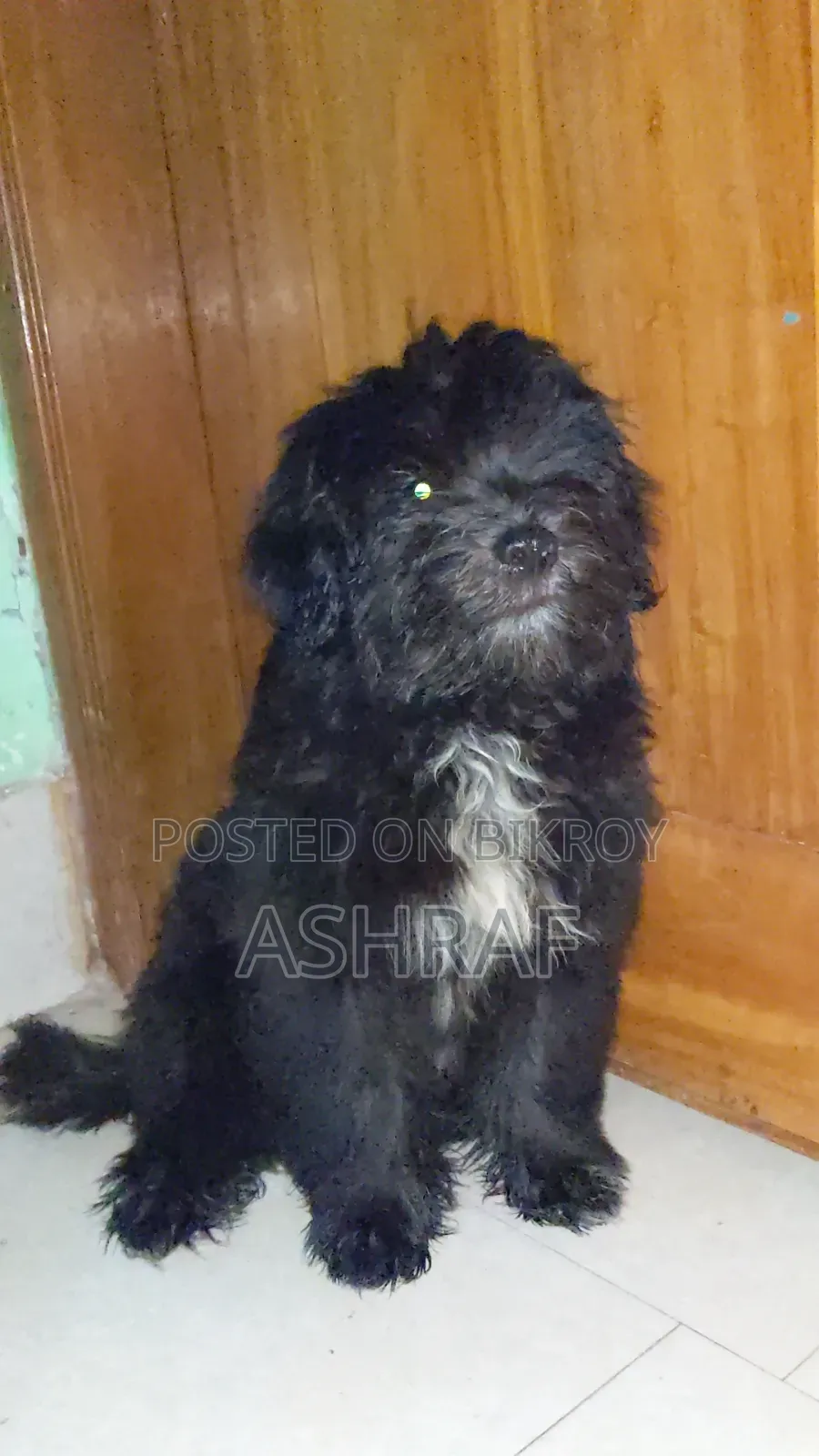 1-3 months Male Purebred Lhasa Apso