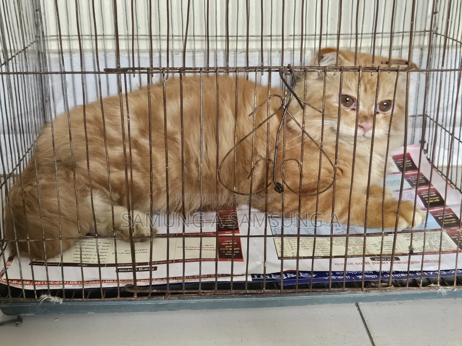 3-6 months Male Purebred Persian