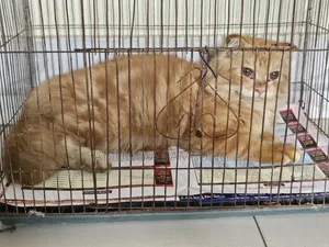 3-6 months Male Purebred Persian