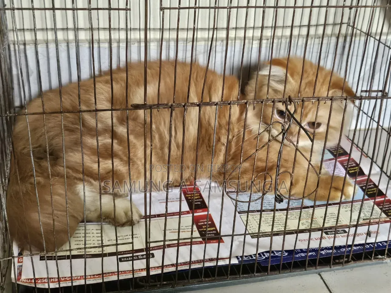 3-6 months Male Purebred Persian