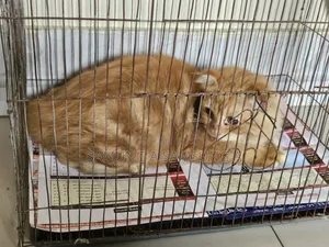 3-6 months Male Purebred Persian