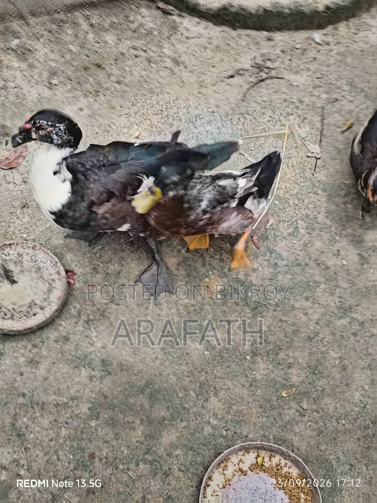 Mascovy Ducks