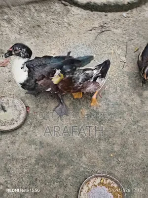 Mascovy Ducks
