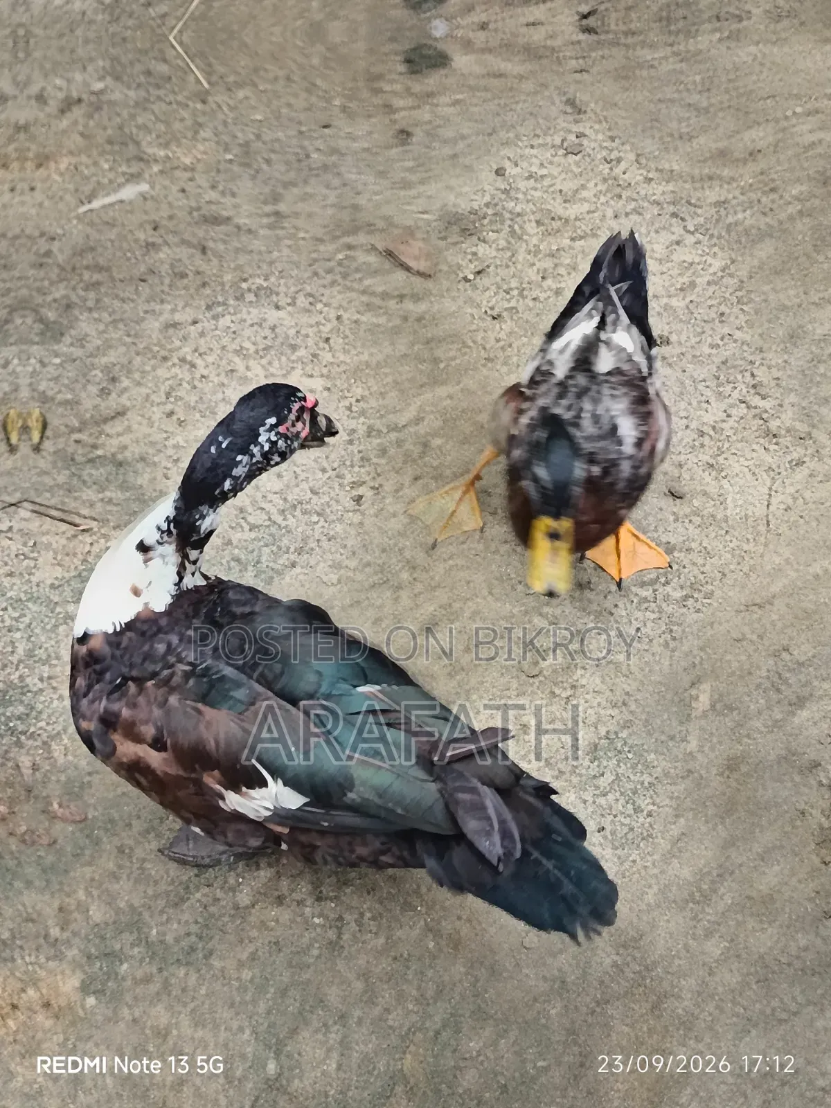 Mascovy Ducks