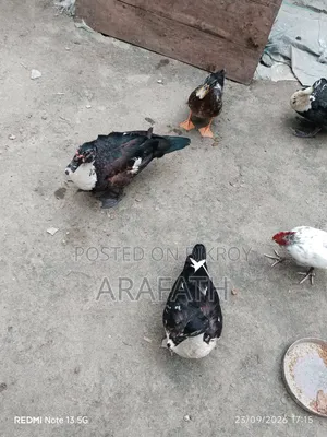Mascovy Ducks