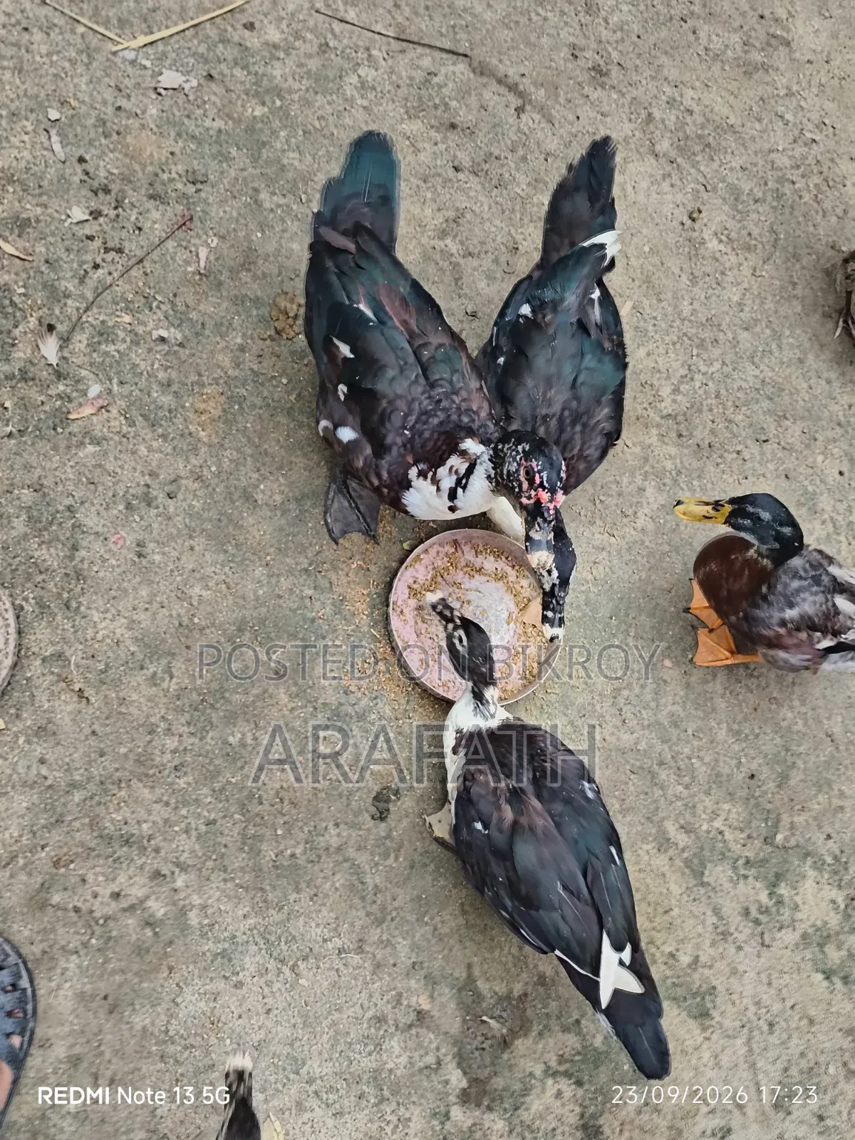 Mascovy Ducks