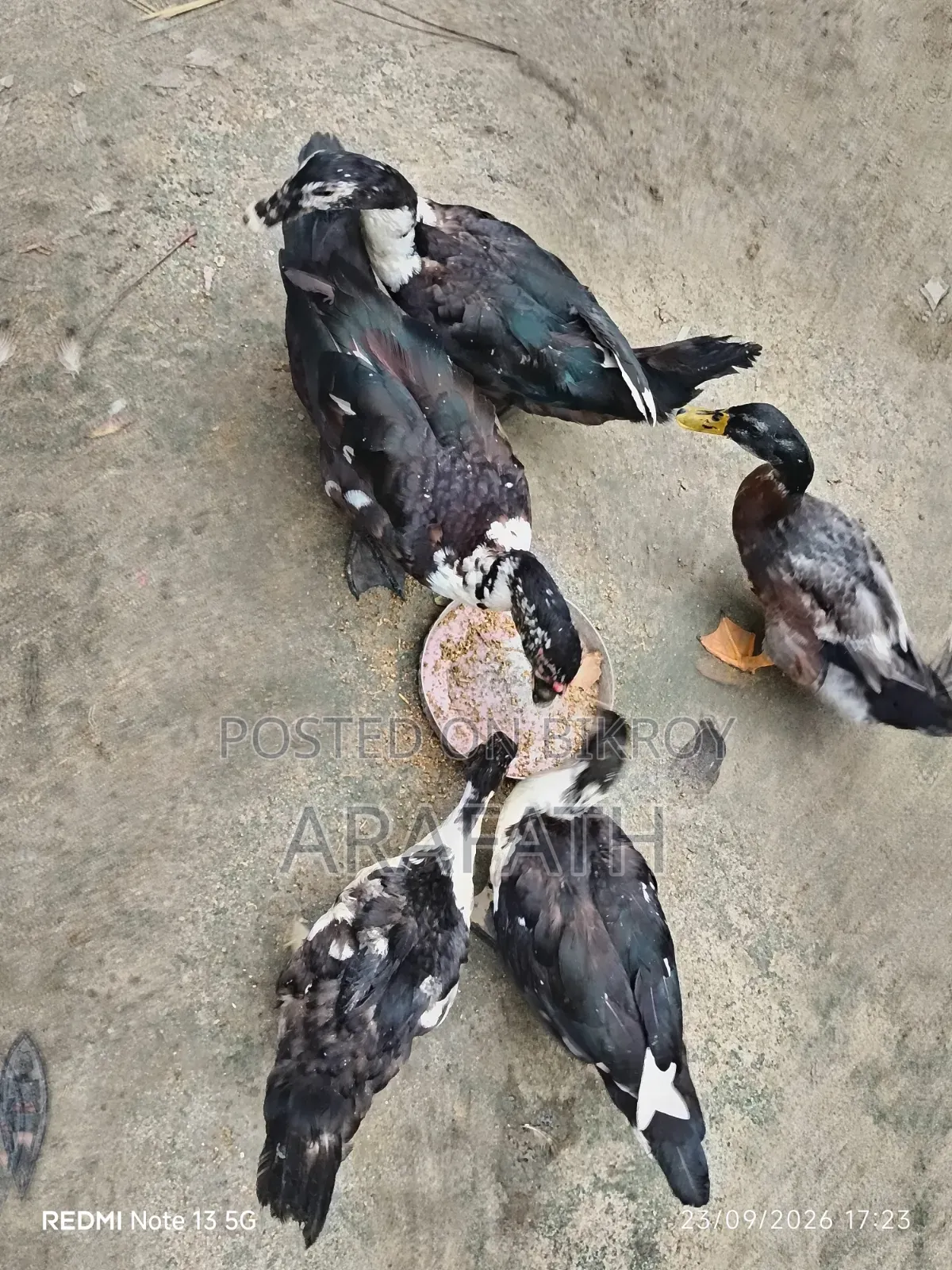 Mascovy Ducks