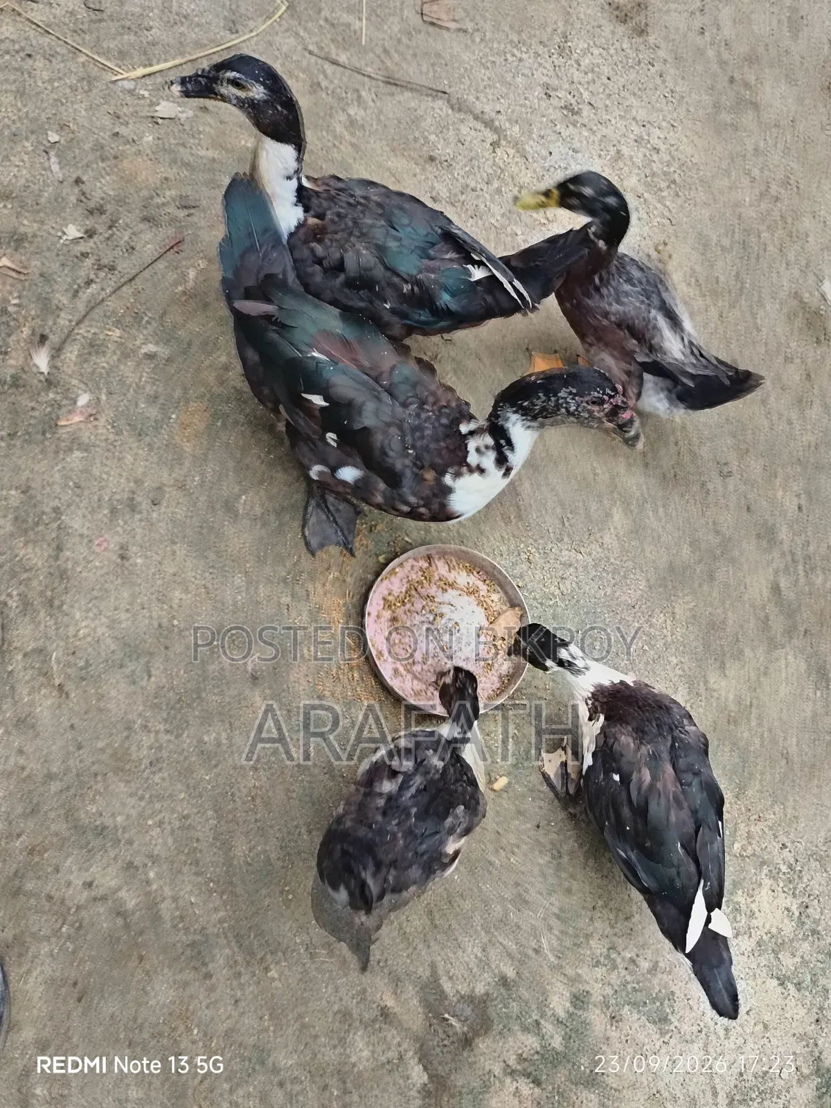 Mascovy Ducks