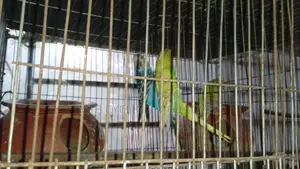 2 Pairs Bird for Sale [WITHOUT CAGE]
