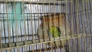 2 Pairs Bird for Sale [WITHOUT CAGE]