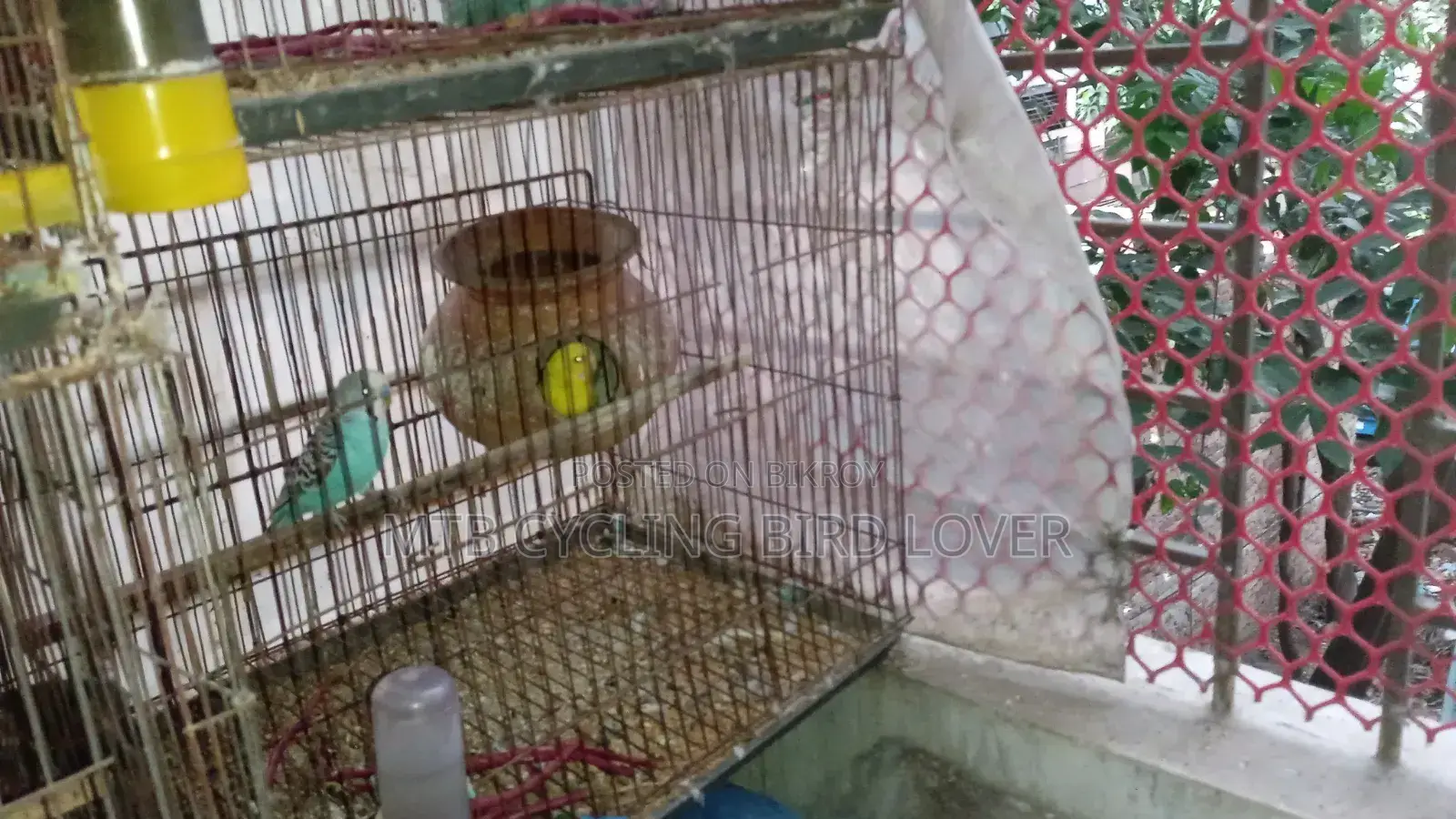 2 Pairs Bird for Sale [WITHOUT CAGE]