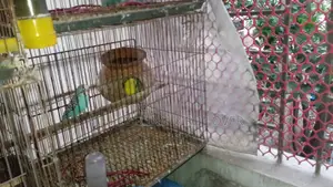 2 Pairs Bird for Sale [WITHOUT CAGE]