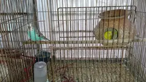 2 Pairs Bird for Sale [WITHOUT CAGE]