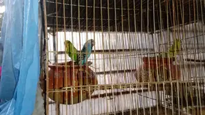 2 Pairs Bird for Sale [WITHOUT CAGE]