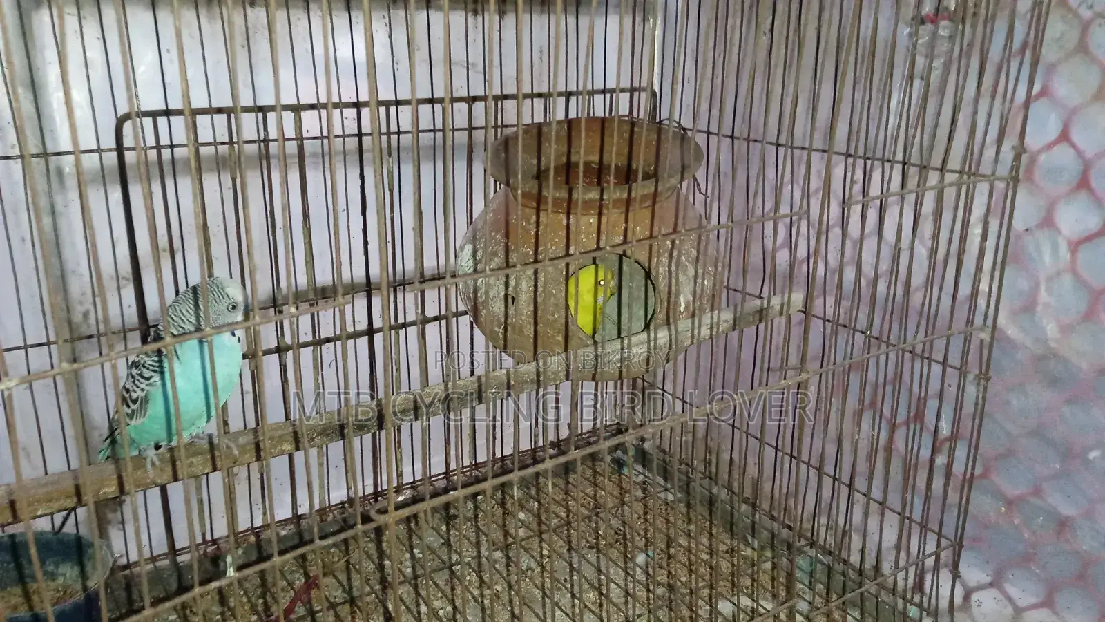 1 Pair Bird for Sale [WITHOUT CAGE]