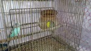 1 Pair Bird for Sale [WITHOUT CAGE]