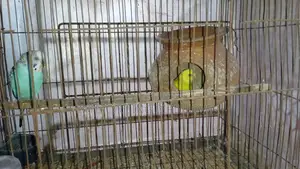 1 Pair Bird for Sale [WITHOUT CAGE]