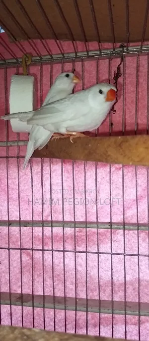 স্নো হোয়াইট ফিঞ্চ