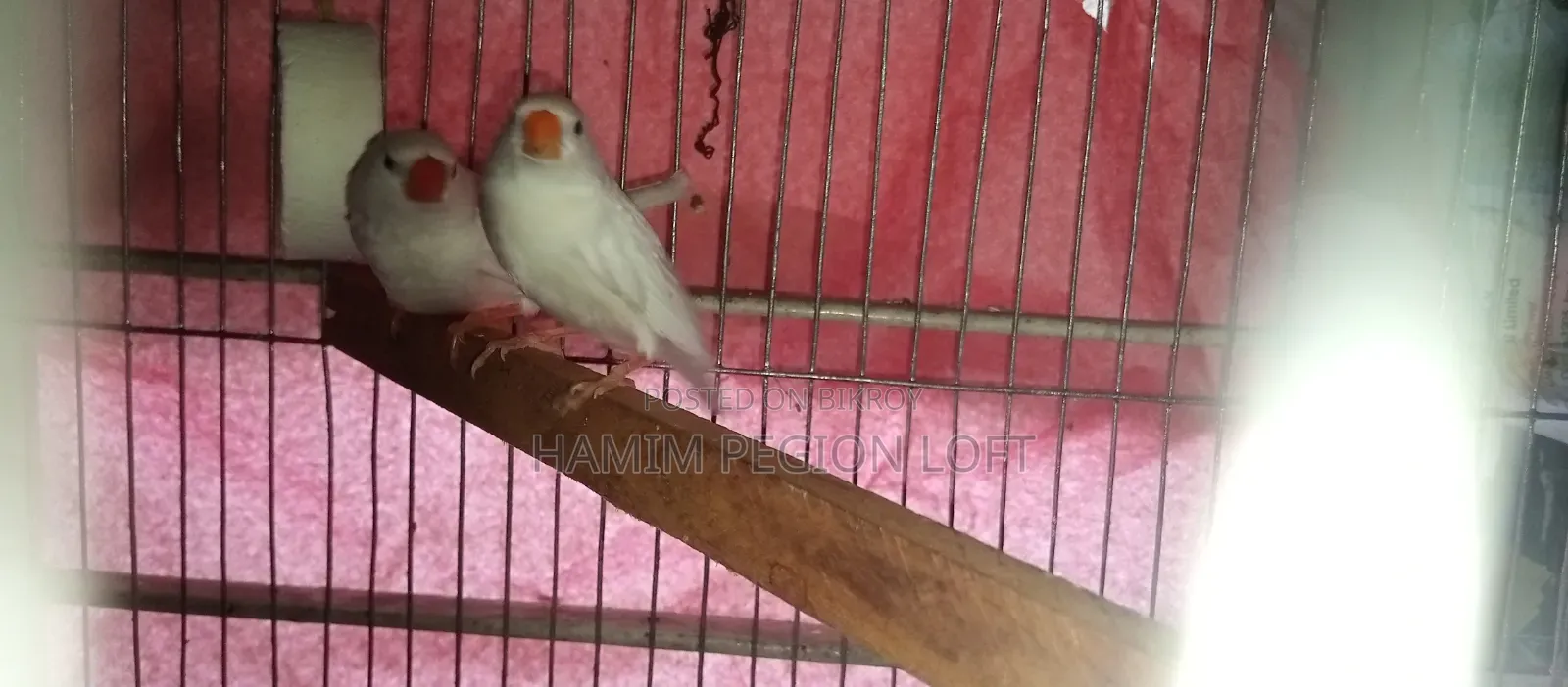 স্নো হোয়াইট ফিঞ্চ
