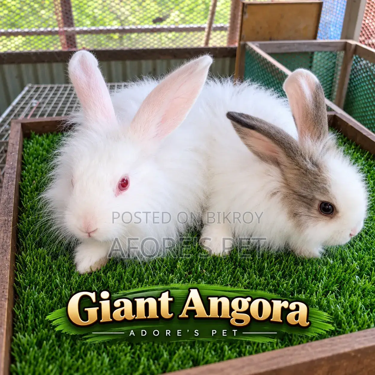 Giant Angora - Fixed Price!