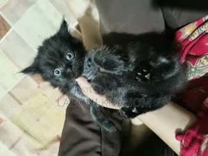 1-3 months Female Purebred Persian